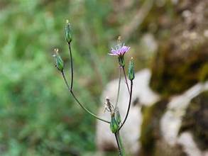 Chaetoseris roborowskii